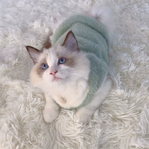 Дреха за котка. Топъл пуловер за малки и големи котенца.